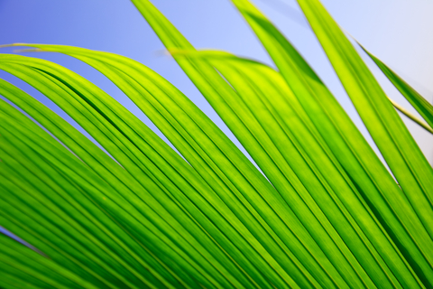 Windblown leaves